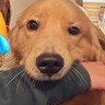 お母さんが大型犬とツーショットを撮影→なぜか口の中に…小さなころから変わらない光景が150万表示「腕がｗ」「銀魂かな？」と爆笑の声