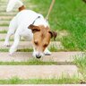 犬が『食糞』をしようとする心理3つ　なぜ食べてしまうの…？原因から対処法まで