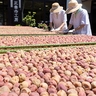 夏の日差したっぷりの「ウメの土用干し」始まる　上越市の正善寺工房　梅干しは秋から販売　