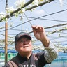 桜と同時に満開　「浜なし」の授粉作業始まる