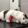 猫を『うっかり踏んでしまう』ことの危険4選　事故を防ぐための対策も