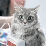 猫も『高血圧症』になるって知っていますか？原因や症状、対処法を解説