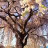 北海道の桜ランキング20選！桜並木＆夜桜＆しだれ桜…道内の名所を穴場から王道まで一挙紹介