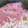 1000本以上のシダレザクラが咲き乱れる天空の花園！奈良県東吉野村の桜名所「天空の庭　高見の郷」
