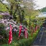 シャクナゲ寺は花見客でいっぱい！【兵庫県丹波篠山市】