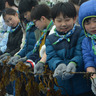シーパラで緑園学園児童がワカメを収穫　給食で提供も