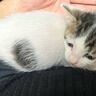 飼い主さんの膝の上で甘える赤ちゃん猫→おとなになった現在は…心温まる『尊いビフォーアフター』に1万いいね「とてもかわいい」「幸せだね」