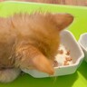 赤ちゃん猫がごはんを食べていると思ったら…思いがけない『まさかの事実』に「可愛すぎるｗ」「人間の子供と同じだね」と反響続々