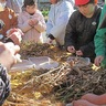岡上小３年生　育てた大豆１粒ずつ収穫　地元企業「カジノヤ」が協力