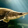 絶滅危機のチョウザメはサメにあらず　「生きた化石」とされているワケとは？
