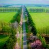 【絶景】桜が2,000本以上も咲き誇る「日本一の桜並木」　道内外から10万人の観光客が訪れる／北海道・新ひだか町「二十間道路」