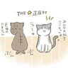 一匹狼だと思っていたけど案外面倒見がよかった猫【猫エッセイ】交通事故にあった猫を拾いました