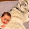ハスキー犬が赤ちゃんの『つかまり立ち』に協力した結果…『大好き』を伝える光景が愛おしすぎると36万再生「デレデレしてて可愛いｗ」と悶絶