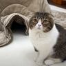 飼い主が様子のおかしいパパ猫について行った結果→息子猫が…！？『完全に心が通じている光景』が８万再生「天才ネコちゃんだ」「優しい」