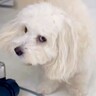 犬に突然『バーン』と言ってみた結果→思った以上に『あざとすぎる反応』が15万再生「可愛すぎてやられた」「仕草がたまらん」と悶絶の声続々