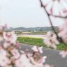 小田川、井原鉄道とともに楽しむ真備の桜