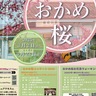 春の訪れを満喫　根府川おかめ桜