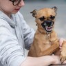 犬が飼い主を『守ろうとしている』ときにする行動4選　愛犬が人をかばおうとする理由とは？