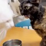 我が家の『最強メス猫』→オス猫たちを次々と睨みつけた結果…まさかの『女帝』誕生に「真の支配者」「姐さん強い…ｗ」爆笑の声多数