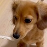 生まれて初めて『おやつガム』を見た赤ちゃん犬→まさかの『喧嘩腰すぎる光景』が36万再生「反応が可愛すぎるｗｗ」「最高」と絶賛の声