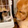 ケージに入ってる『保護した子猫』→大型犬が近くで…思わず笑顔になる『平和すぎるやり取り』が14万再生「なんて優しいの」「大物の予感」