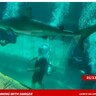 水槽内でサメに噛まれた10歳男児、必死に逃げる映像に衝撃（バハマ）