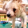 『70匹の多頭飼育崩壊』からボサボサの犬を保護→震えが止まらずに…表情が全く違う『現在の様子』に涙「感動した」「本当にありがとう」の声