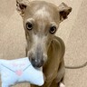 100均にあった『手紙型のぬいぐるみ』で犬と遊んだら…まるでラブレターのような『可愛すぎる光景』に11万いいね「素敵な郵便屋さん」と悶絶