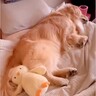 寝ているはずなのに『異常に動く大型犬』→病気を心配していたら…想定外すぎる『まさかの理由』が2万再生「アスリートｗ」「激しすぎて草」