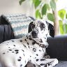 犬だけの『留守番』何時間できる？愛犬にストレスや孤独感を与えない為の目安時間とは