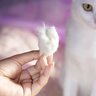 猫の『抜け毛』重点的に掃除すべき、たまりやすいスポット3選　おすすめの掃除アイテムも