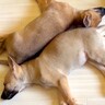 ずっと一緒だった子犬たちと『突然のお別れ』…離れ離れになる理由が感動的すぎると4万再生「出発おめでとう」「素敵」「どうか幸せに」