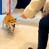 犬が3日間の入院生活を終えた結果…家族を発見した瞬間『感情があふれ出す姿』が泣けると57万再生「涙腺崩壊した」「全身で喜んでて涙出る」