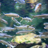 海水魚より身近な存在!?