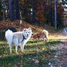 八ヶ岳の優雅な犬たち【穴澤賢の犬のはなし】