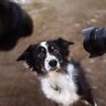 犬に向けて『カメラのフラッシュ』を焚いて大丈夫？目に及ぼす影響の有無について解説