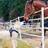 ハスキー犬が初めて『お馬さん』を見た結果…未知の生物を前にした『可愛すぎる反応』が43万再生「おっきい犬だなぁ…」「ワクワクして尊い」