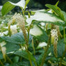 【うーたの里】大分市にある多様な動植物を育む里山でハンゲショウが見頃を迎えています