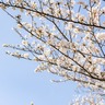 桜を見ながら屋台も楽しむ！『桜台駅南口周辺』で『桜台のさくら祭り2024』開催！3月16日、17日。
