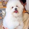トリマーに犬をあずけた後『車に乗る前に振り返ってみて』と言われ…離れたくなくなる『まさかの行動』が307万再生「泣けちゃう」「健気すぎ」