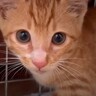 草むらで鳴いていた赤ちゃん猫→保護２日目で甘えん坊なのが発覚し…ずっとのお家で『幸せそうな現在の姿』に「嬉しい報告」「末永く幸せに」