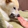 『使用後じゃないとダメなんです』靴下を必死に守る犬…まさかの『こだわり』に爆笑　癖が強い姿に注目集まる