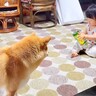 犬が『赤ちゃんに構ってもらえなくなった』結果…不器用で健気な『まさかの行動』に感動「なんか涙が出てきた」「なんて優しい世界」と19万再生