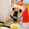 【大阪】愛犬と行けるドッグカフェおすすめ9選！犬用メニューも紹介