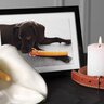 犬が『死んでしまう夢』を見る理由とは？夢をみた後に心がけると良いことまで解説