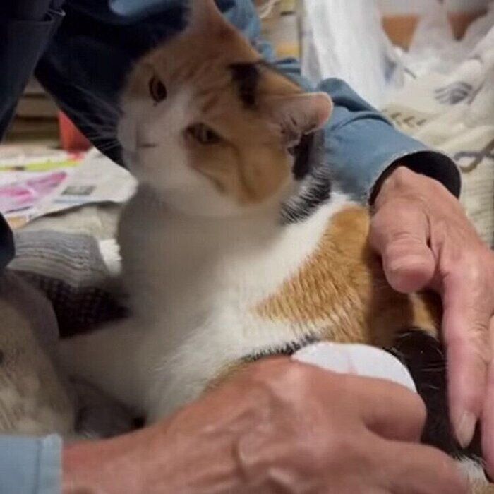 三毛猫~断捨離中~（感謝） 三毛猫~断捨離中~（感謝） 三毛猫~断捨離中~（感謝） 追記◇ 2025年9月