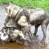 『頼むからやめてくれ…』ハスキー犬が泥を目の前にした結果…想像以上の惨劇が119万再生「心中お察ししますｗ」「諦めの境地で草」と爆笑