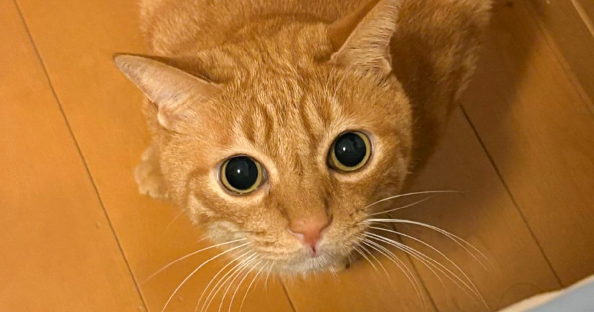 踏ん張り方を見習い中(茶トラ) Amazon.co.jp: 【三個】ドアノブ ロック チャイルドロック ドア