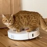 猫が『お掃除ロボ』に乗り続けた結果…見事な"カウンター"を食らう姿が可愛すぎると1万再生「ごまかし方ｗ」「声出して笑ったｗ」