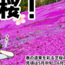 【漫画】ちょっと遅めの春を探しに、旭川から「ふらっと」道東めぐり！“あえて”下道で行くのがしろまる流！